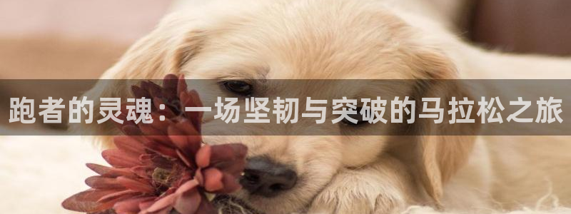 球友会体育直播：跑者的灵魂：一场坚韧与突破的马拉松之旅